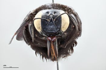 Media type: image;   Entomology 810618 Aspect: head frontal view